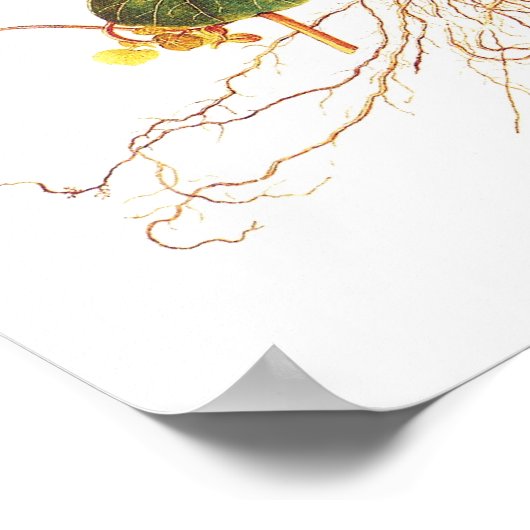 Tropaeolum majus poster (Hoek)