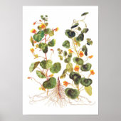 Tropaeolum majus poster (Voorkant)
