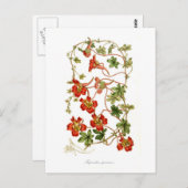 Tropaeolum speciosum briefkaart (Voorkant / Achterkant)
