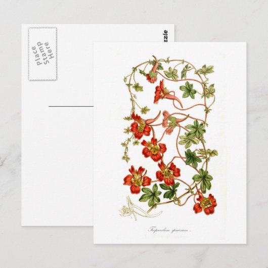 Tropaeolum speciosum briefkaart (Voorkant / Achterkant)