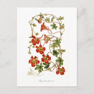 Tropaeolum speciosum briefkaart
