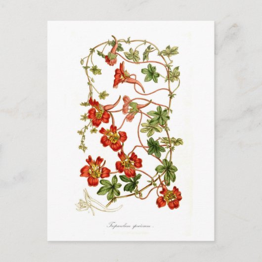 Tropaeolum speciosum briefkaart (Voorkant)