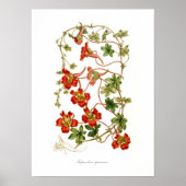 Tropaeolum speciosum poster (Voorkant)