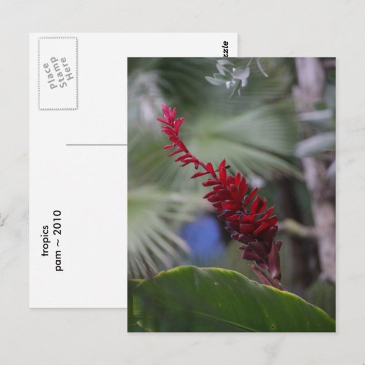 Tropen Briefkaart (Voorkant / Achterkant)