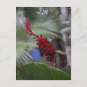 Tropen Briefkaart (Voorkant)