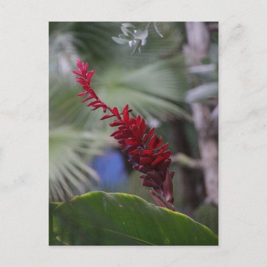 Tropen Briefkaart (Voorkant)