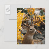 Trophy Deer Briefkaart (Voorkant / Achterkant)