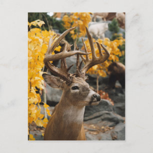 Trophy Deer Briefkaart