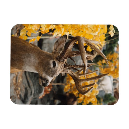 Trophy Deer Magneet (Horizontaal)