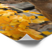 Trophy Deer Poster (Hoek)