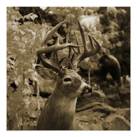 Trophy Deer Poster (Voorkant)