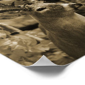 Trophy Deer Poster (Hoek)