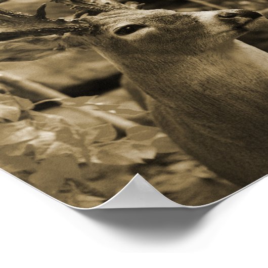 Trophy Deer Poster (Hoek)
