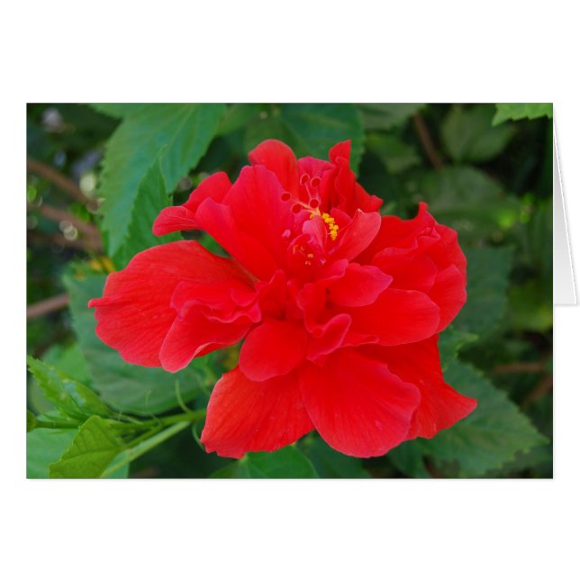 Tropi-Red (Voorkant Horizontaal)