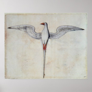 Tropic Bird Poster
