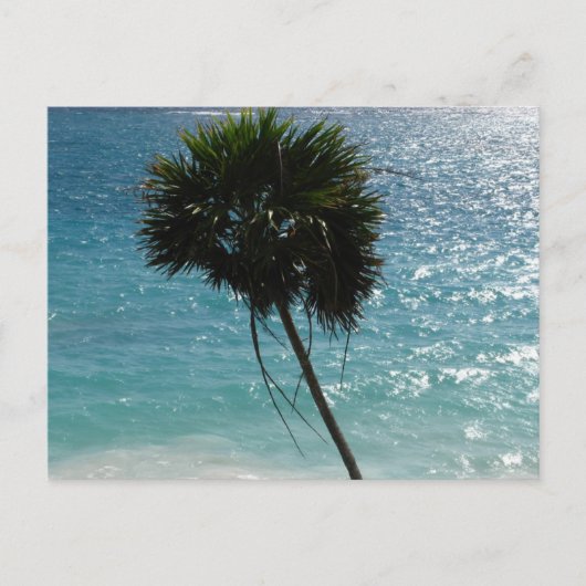 Tropical Beach Palm Tree Postcard Briefkaart (Voorkant)