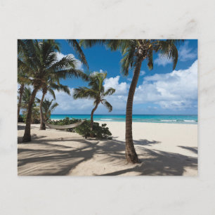 Tropical Beaches Anguilla Beach, Palm Tree Briefkaart