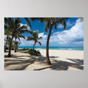 Tropical Beaches Anguilla Beach, Palm Tree Poster