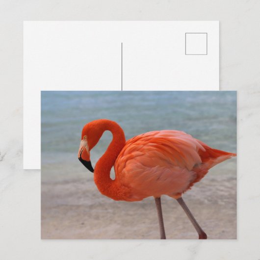 Tropical Beaches Caribbean Flamingo, Aruba Briefkaart (Voorkant / Achterkant)
