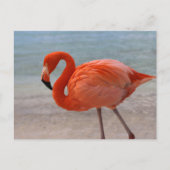 Tropical Beaches Caribbean Flamingo, Aruba Briefkaart (Voorkant)