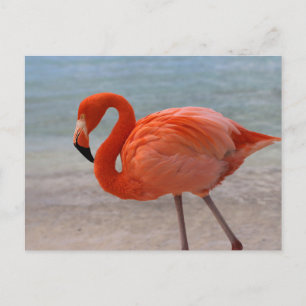 Tropical Beaches Caribbean Flamingo, Aruba Briefkaart
