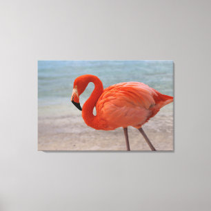 Tropical Beaches Caribbean Flamingo, Aruba Canvas Afdruk