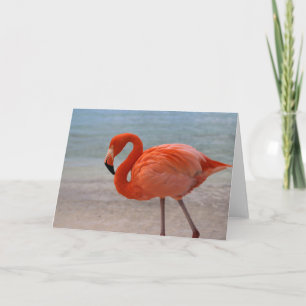 Tropical Beaches Caribbean Flamingo, Aruba Kaart