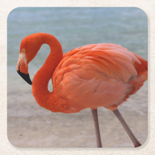 Tropical Beaches Caribbean Flamingo, Aruba Kartonnen Onderzetters