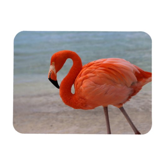 Tropical Beaches Caribbean Flamingo, Aruba Magneet (Horizontaal)