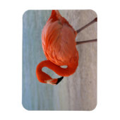Tropical Beaches Caribbean Flamingo, Aruba Magneet (Verticaal)