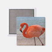 Tropical Beaches Caribbean Flamingo, Aruba Magneet (Voorkant / Achterkant)