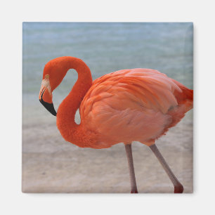 Tropical Beaches Caribbean Flamingo, Aruba Magneet