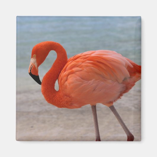 Tropical Beaches Caribbean Flamingo, Aruba Magneet (Voorkant)