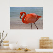 Tropical Beaches Caribbean Flamingo, Aruba Poster (Keuken)