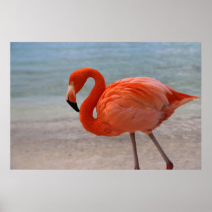 Tropical Beaches Caribbean Flamingo, Aruba Poster