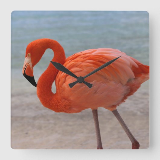 Tropical Beaches Caribbean Flamingo, Aruba Vierkante Klok (Voorkant)