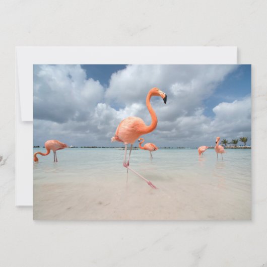 Tropical Beaches Flamingos Beach, Aruba Bedankkaart (Voorkant)