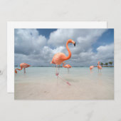 Tropical Beaches Flamingos Beach, Aruba Bedankkaart (Voorkant / Achterkant)