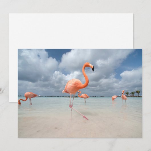 Tropical Beaches Flamingos Beach, Aruba Bedankkaart (Voorkant / Achterkant)