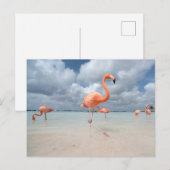 Tropical Beaches Flamingos Beach, Aruba Briefkaart (Voorkant / Achterkant)