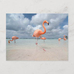 Tropical Beaches Flamingos Beach, Aruba Briefkaart