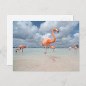 Tropical Beaches Flamingos Beach, Aruba Briefkaart (Voorkant / Achterkant)