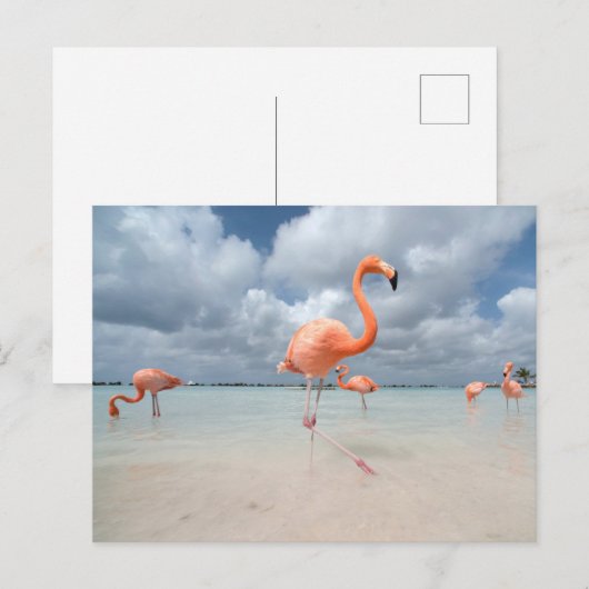 Tropical Beaches Flamingos Beach, Aruba Briefkaart (Voorkant / Achterkant)
