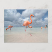 Tropical Beaches Flamingos Beach, Aruba Briefkaart (Voorkant)