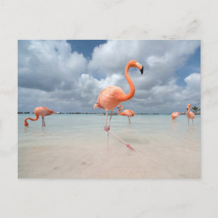 Tropical Beaches Flamingos Beach, Aruba Briefkaart