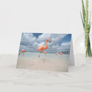 Tropical Beaches Flamingos Beach, Aruba Kaart