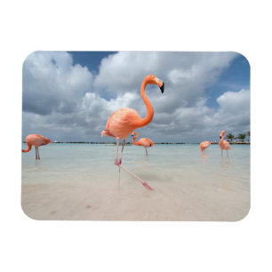 Tropical Beaches Flamingos Beach, Aruba Magneet