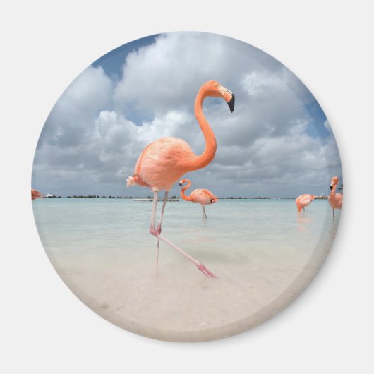 Tropical Beaches Flamingos Beach, Aruba Magneet (Voorkant)
