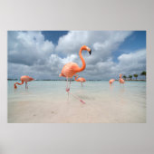 Tropical Beaches Flamingos Beach, Aruba Poster (Voorkant)