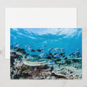 Tropical Beaches | Sturgeon Amongst Coral Bedankkaart (Voorkant / Achterkant)